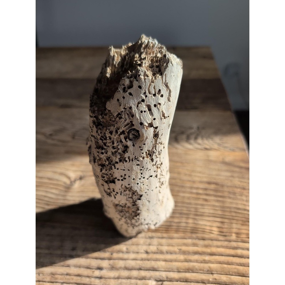 Natural Drift Wood So CA Beach Sculptural Coastal Decor Garden Ocean Crafts